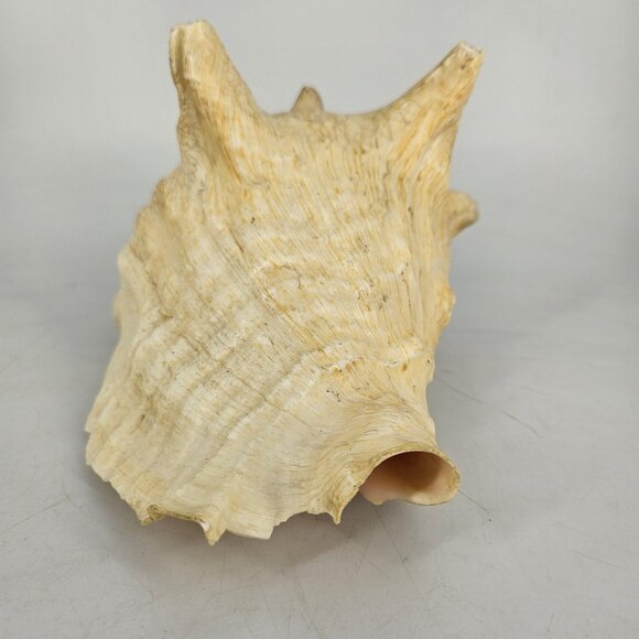 Large Natural Pink Queen Conch Sea Shell Coastal Beach Nautical Decor Tiki 7"x5" - Picture 6 of 13